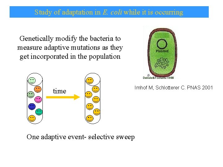 Study of adaptation in E. coli while it is occurring Genetically modify the bacteria Study of adaptation in E. coli while it is occurring Genetically modify the bacteria