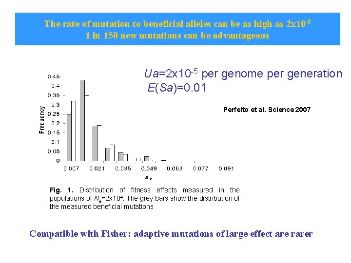 The rate of mutation to beneficial alleles can be as high as 2 x The rate of mutation to beneficial alleles can be as high as 2 x