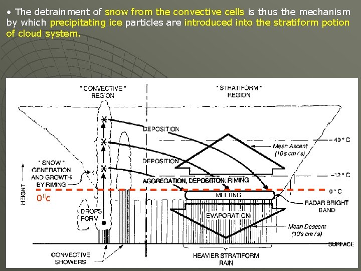  • The detrainment of snow from the convective cells is thus the mechanism