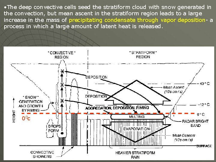  • The deep convective cells seed the stratiform cloud with snow generated in