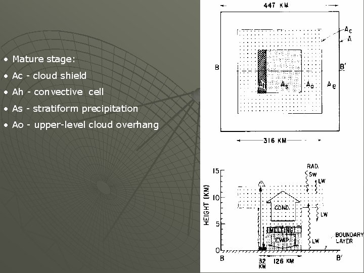  • Mature stage: • Ac - cloud shield • Ah - convective cell