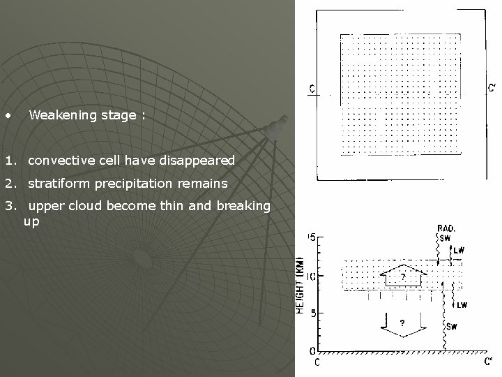  • Weakening stage : 1. convective cell have disappeared 2. stratiform precipitation remains