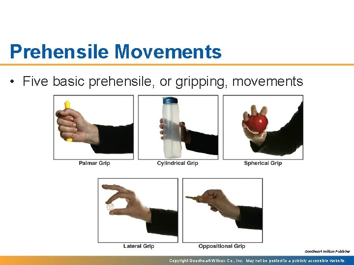 Prehensile Movements • Five basic prehensile, or gripping, movements Goodheart-Willcox Publisher Copyright Goodheart-Willcox Co.