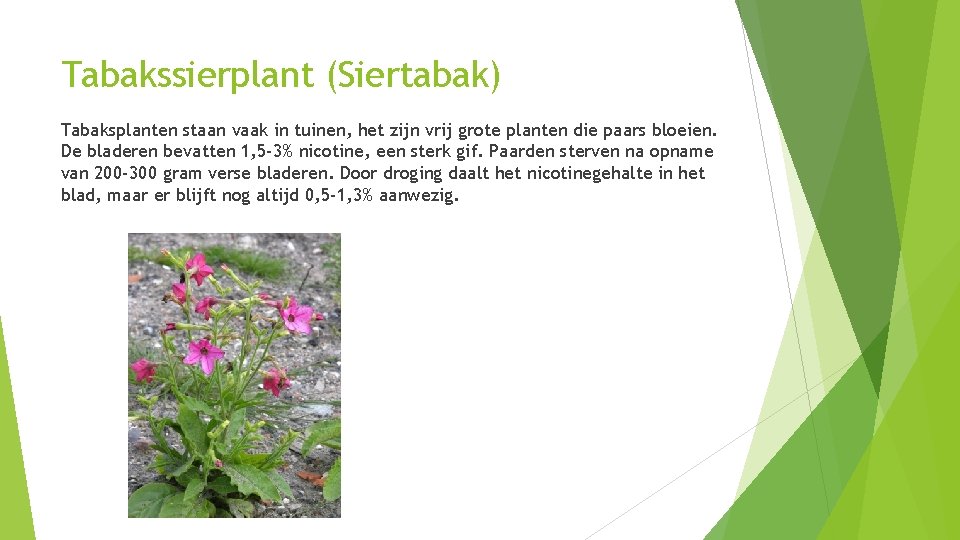 Tabakssierplant (Siertabak) Tabaksplanten staan vaak in tuinen, het zijn vrij grote planten die paars