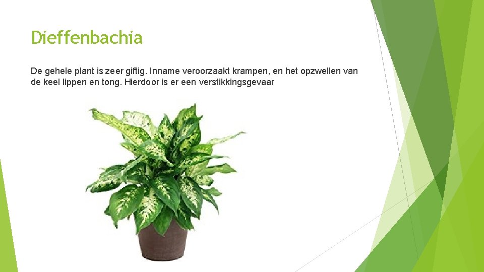 Dieffenbachia De gehele plant is zeer giftig. Inname veroorzaakt krampen, en het opzwellen van