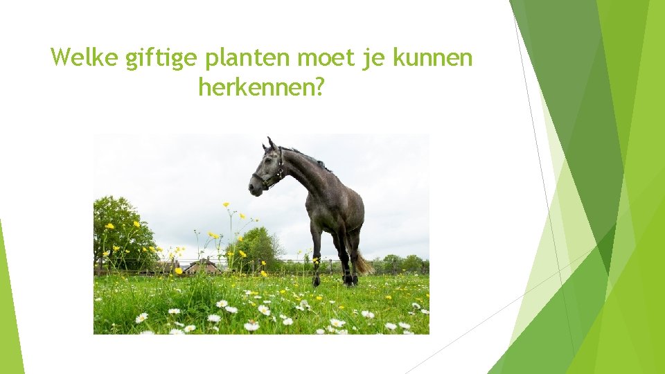 Welke giftige planten moet je kunnen herkennen? 