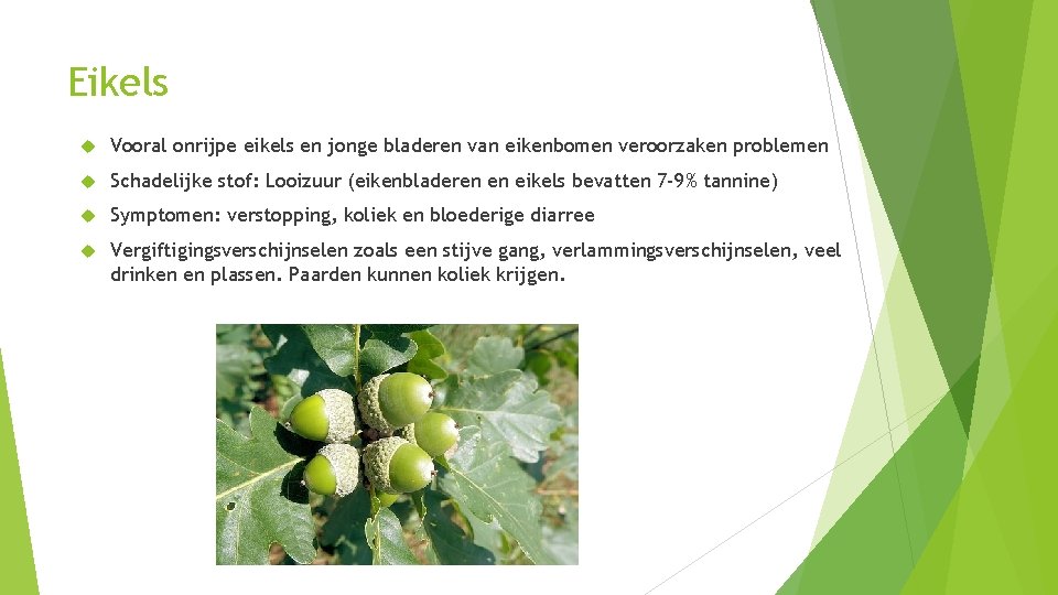 Eikels Vooral onrijpe eikels en jonge bladeren van eikenbomen veroorzaken problemen Schadelijke stof: Looizuur