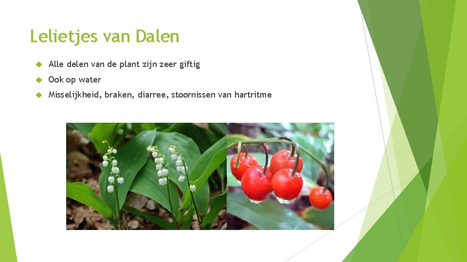 Lelietjes van Dalen Alle delen van de plant zijn zeer giftig Ook op water