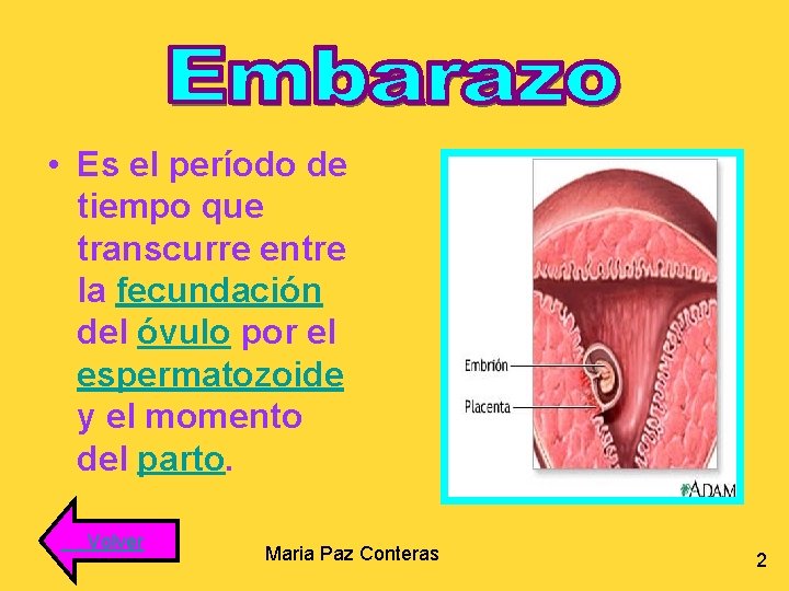  • Es el período de tiempo que transcurre entre la fecundación del óvulo