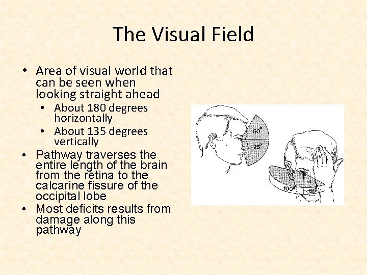 The Visual Field • Area of visual world that can be seen when looking