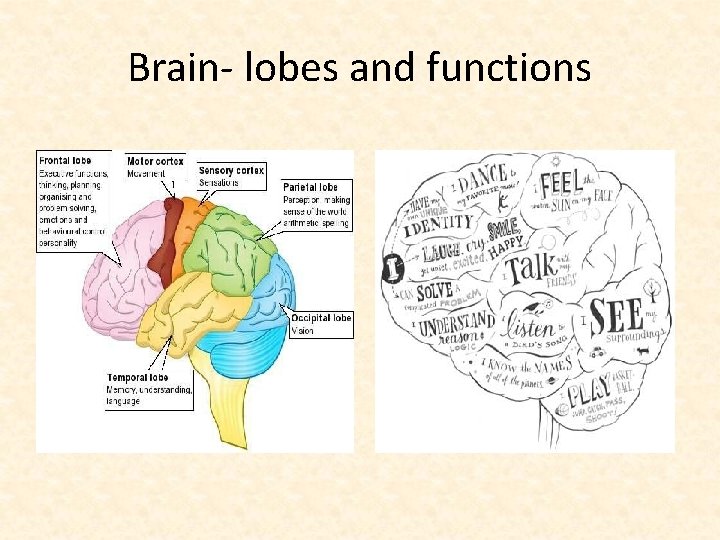Brain- lobes and functions 