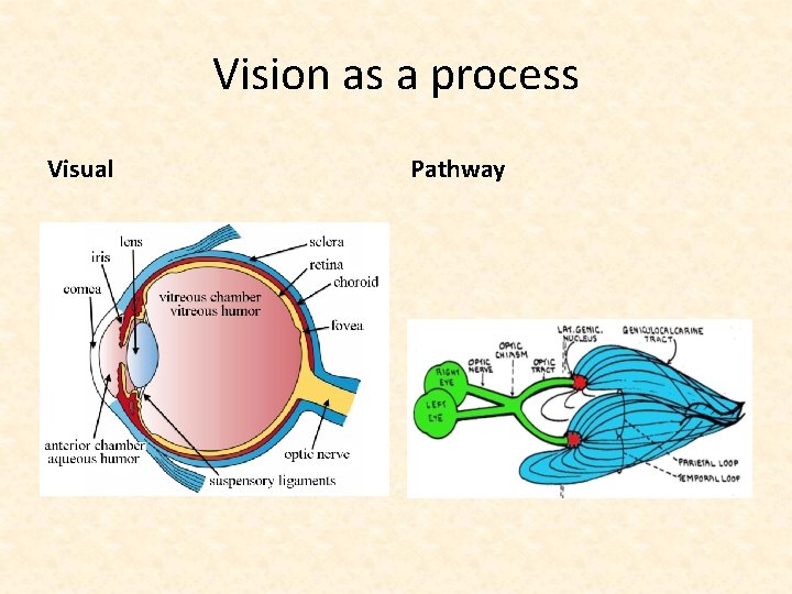 Vision as a process Visual Pathway 