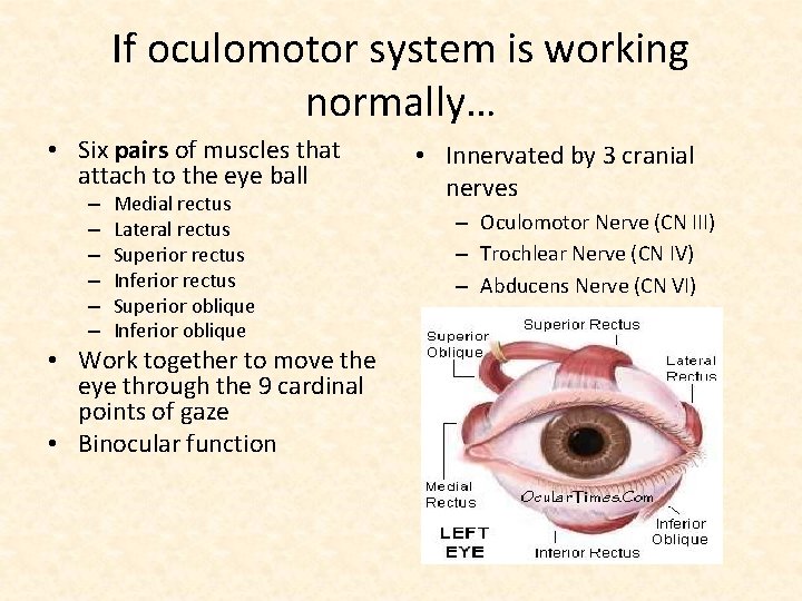 If oculomotor system is working normally… • Six pairs of muscles that attach to