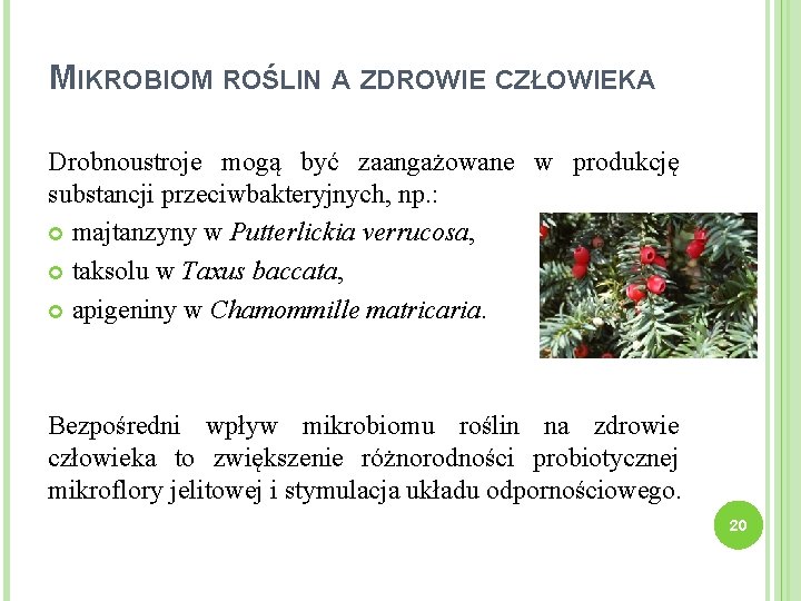 MIKROBIOM ROŚLIN A ZDROWIE CZŁOWIEKA Drobnoustroje mogą być zaangażowane w produkcję substancji przeciwbakteryjnych, np.