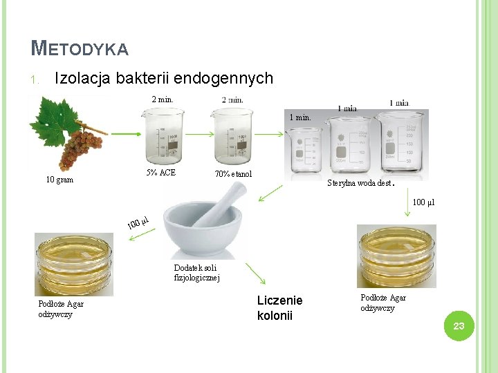 METODYKA 1. Izolacja bakterii endogennych 2 min. 1 min. 5% ACE 10 gram 70%