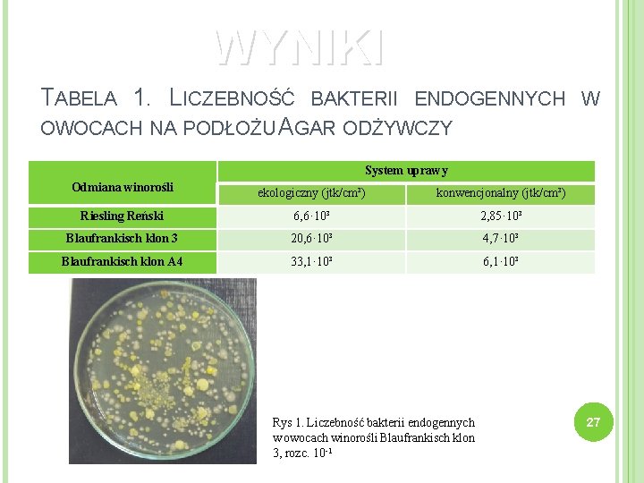 WYNIKI TABELA 1. LICZEBNOŚĆ BAKTERII ENDOGENNYCH OWOCACH NA PODŁOŻU AGAR ODŻYWCZY W System uprawy