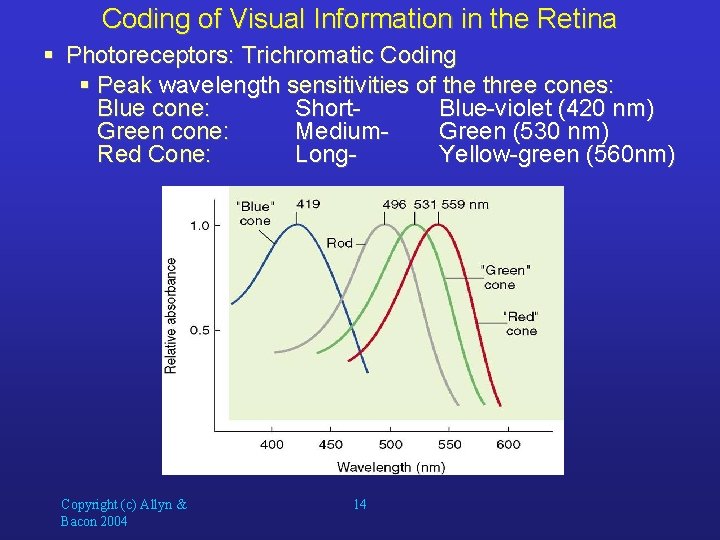Coding of Visual Information in the Retina § Photoreceptors: Trichromatic Coding § Peak wavelength