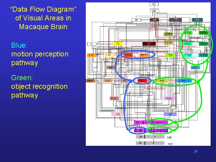 “Data Flow Diagram” of Visual Areas in Macaque Brain Blue: motion perception pathway Green: