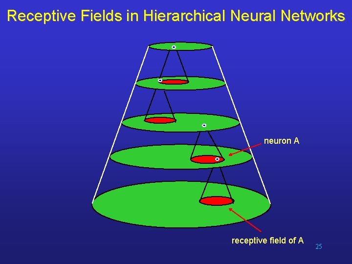 Receptive Fields in Hierarchical Neural Networks neuron A receptive field of A 25 