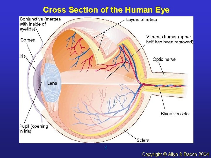 Cross Section of the Human Eye 3 Copyright © Allyn & Bacon 2004 