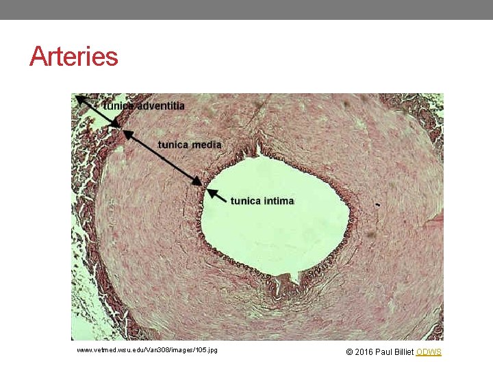 Arteries www. vetmed. wsu. edu/Van 308/images/105. jpg © 2016 Paul Billiet ODWS 