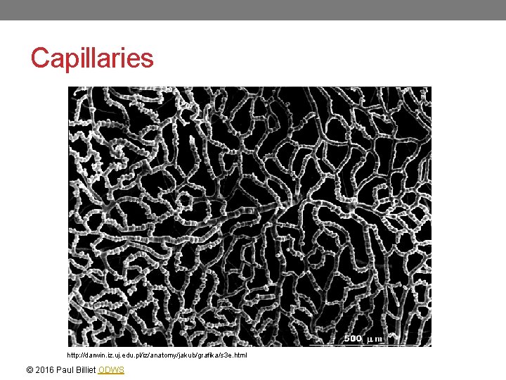 Capillaries http: //darwin. iz. uj. edu. pl/iz/anatomy/jakub/grafika/s 3 e. html © 2016 Paul Billiet