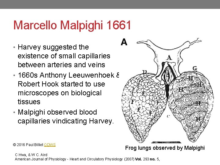 Marcello Malpighi 1661 • Harvey suggested the existence of small capillaries between arteries and