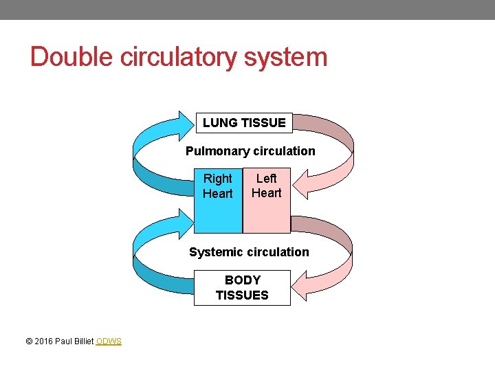 Double circulatory system LUNG TISSUE Pulmonary circulation Right Heart Left Heart Systemic circulation BODY