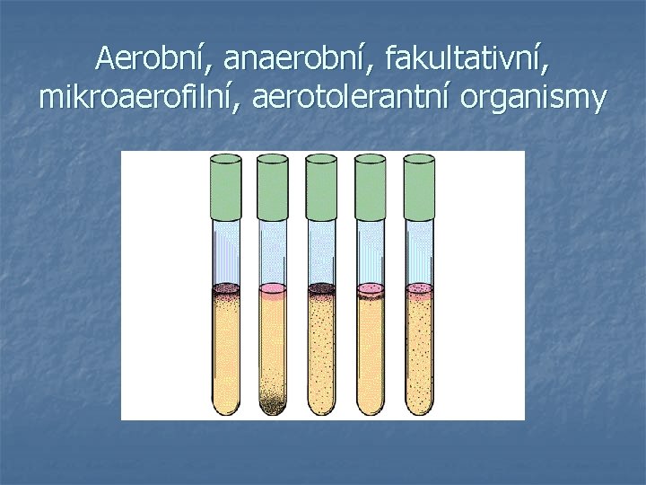 Aerobní, anaerobní, fakultativní, mikroaerofilní, aerotolerantní organismy 