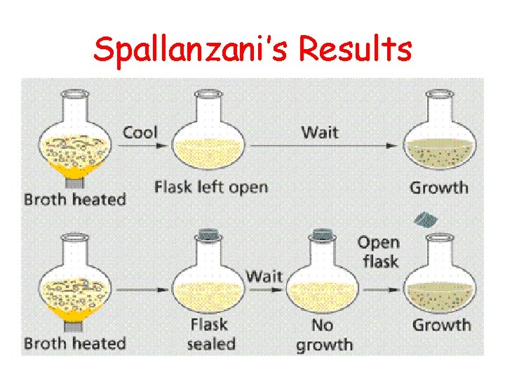 Spallanzani’s Results 