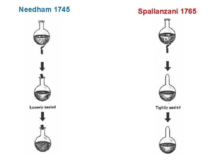 Needham 1745 Spallanzani 1765 