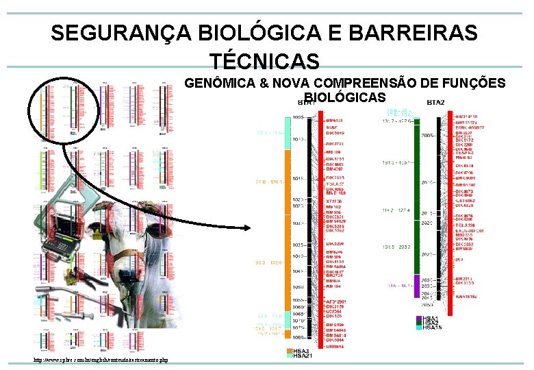 SEGURANÇA BIOLÓGICA E BARREIRAS TÉCNICAS GENÔMICA & NOVA COMPREENSÃO DE FUNÇÕES BIOLÓGICAS http: //www.