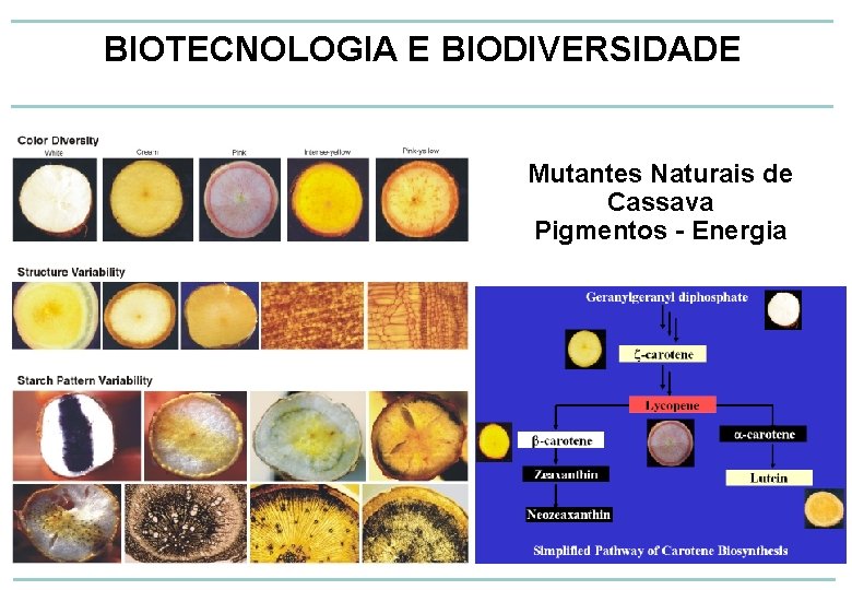 BIOTECNOLOGIA E BIODIVERSIDADE Mutantes Naturais de Cassava Pigmentos - Energia 