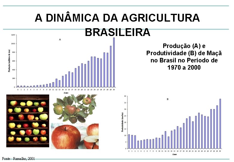 A DIN MICA DA AGRICULTURA BRASILEIRA Produção (A) e Produtividade (B) de Maçã no