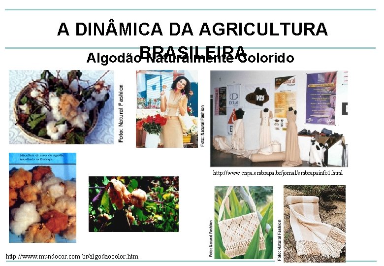 A DIN MICA DA AGRICULTURA Algodão. BRASILEIRA Naturalmente Colorido http: //www. cnpa. embrapa. br/jornal/embrapainfo