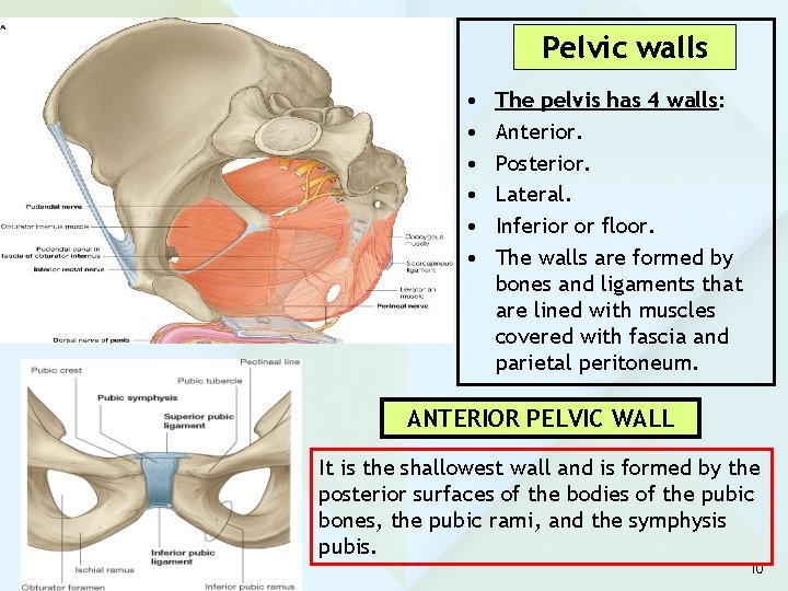 Pelvic walls • • • The pelvis has 4 walls: Anterior. Posterior. Lateral. Inferior