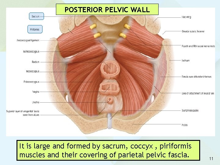 POSTERIOR PELVIC WALL It is large and formed by sacrum, coccyx , piriformis muscles