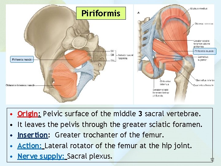 Piriformis • • • Origin: Pelvic surface of the middle 3 sacral vertebrae. It