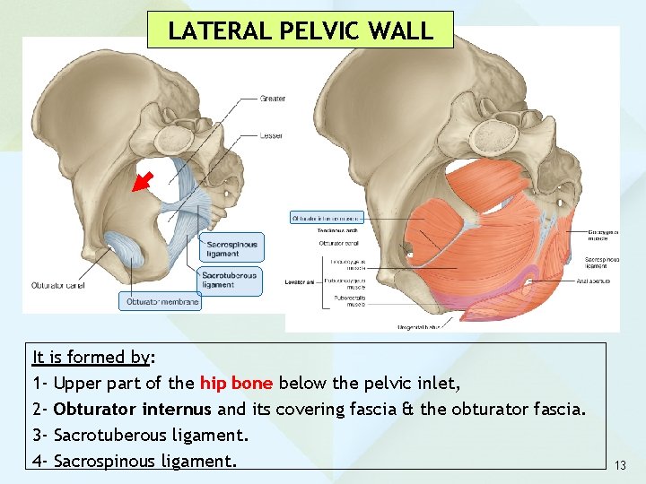 LATERAL PELVIC WALL It is formed by: 1 - Upper part of the hip