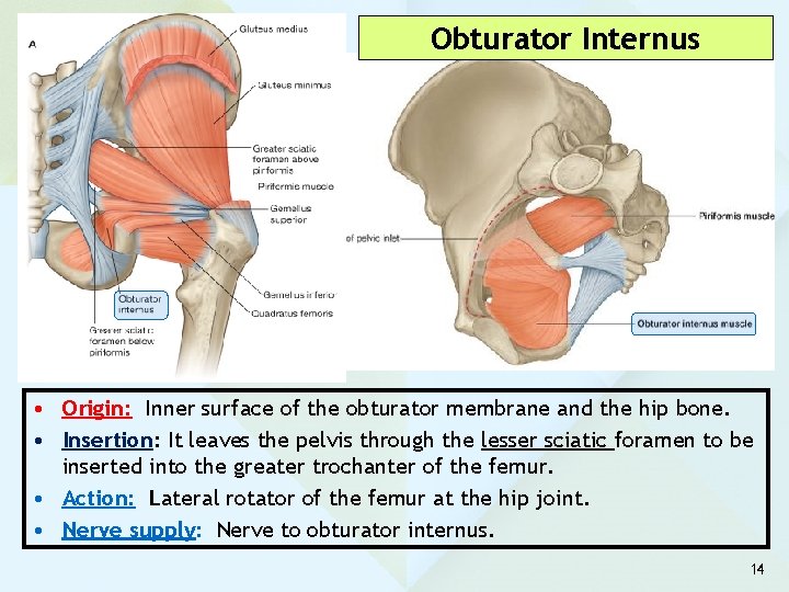 Obturator Internus • Origin: Inner surface of the obturator membrane and the hip bone.