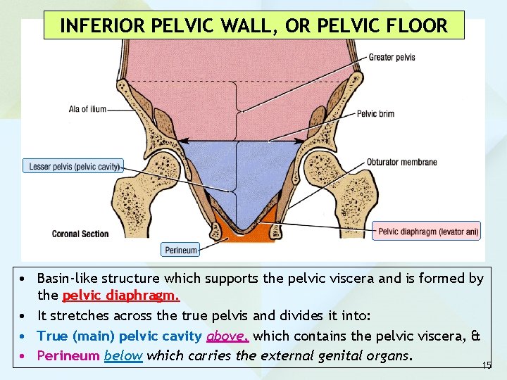 INFERIOR PELVIC WALL, OR PELVIC FLOOR • Basin-like structure which supports the pelvic viscera