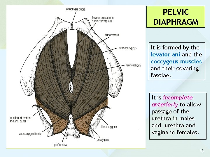 PELVIC DIAPHRAGM It is formed by the levator ani and the coccygeus muscles and