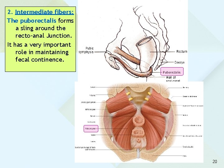 2. Intermediate fibers: The puborectalis forms a sling around the recto-anal Junction. It has