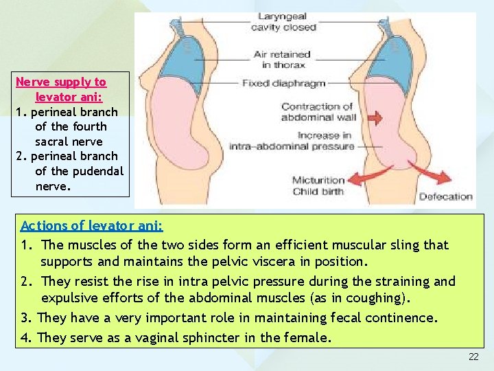 Nerve supply to levator ani: 1. perineal branch of the fourth sacral nerve 2.