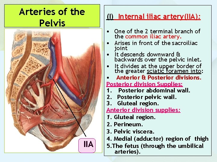 Arteries of the Pelvis IIA (I) Internal iliac artery(IIA): • One of the 2