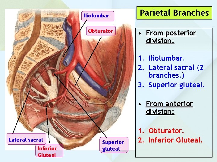 Iliolumbar Obturator Parietal Branches • From posterior division: 1. Iliolumbar. 2. Lateral sacral (2