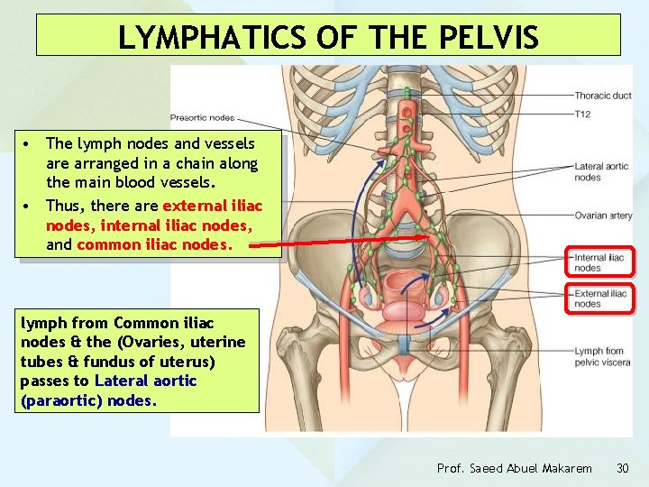 LYMPHATICS OF THE PELVIS • The lymph nodes and vessels are arranged in a