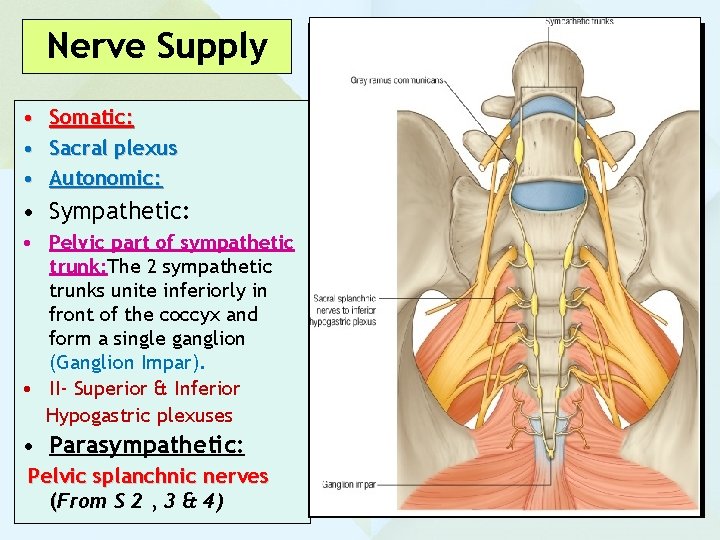 Nerve Supply • Somatic: • Sacral plexus • Autonomic: • Sympathetic: • Pelvic part