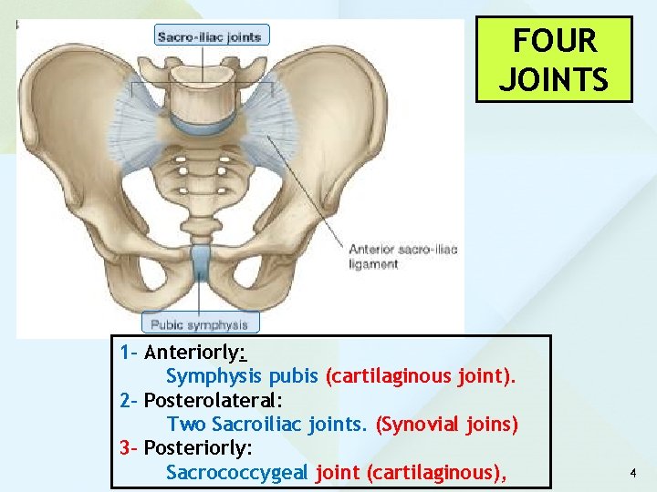 FOUR JOINTS 1 - Anteriorly: Symphysis pubis (cartilaginous joint). 2 - Posterolateral: Two Sacroiliac