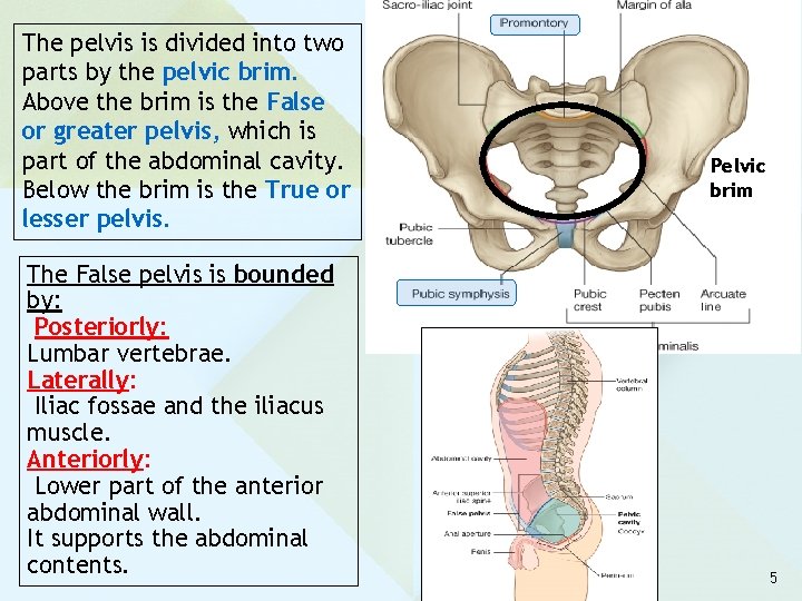 The pelvis is divided into two parts by the pelvic brim. Above the brim